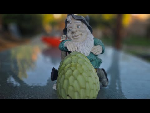 Self Pollinated Cherimoya review.