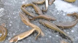 Eel Pout (Burbot) fishing with a good deal of them on the ice