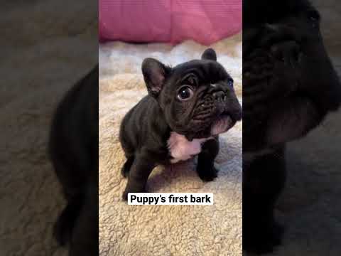 Adorable Frenchie Puppy's First Squeaky Barks