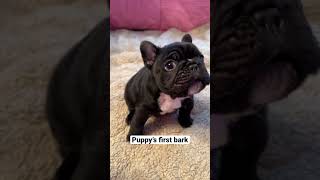 Adorable Frenchie Puppy&#39;s First Squeaky Barks