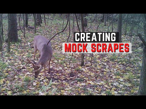 Creating Mock Scrapes For Deer Hunting