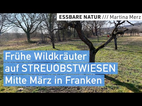 Einfache essbare Wildkräuter in Streuobstwiesen // Große Vielfalt!