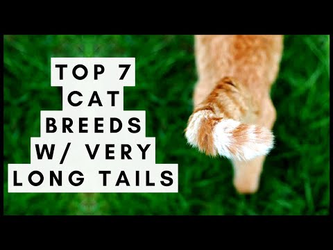 Top 7 Cat Breeds With Very Long Tails