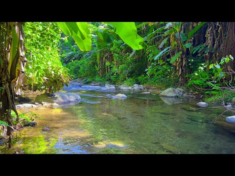 Relax in Beautiful Forest, Peaceful Forest Stream with Bird Songs, Nature Sounds, Forest Ambience