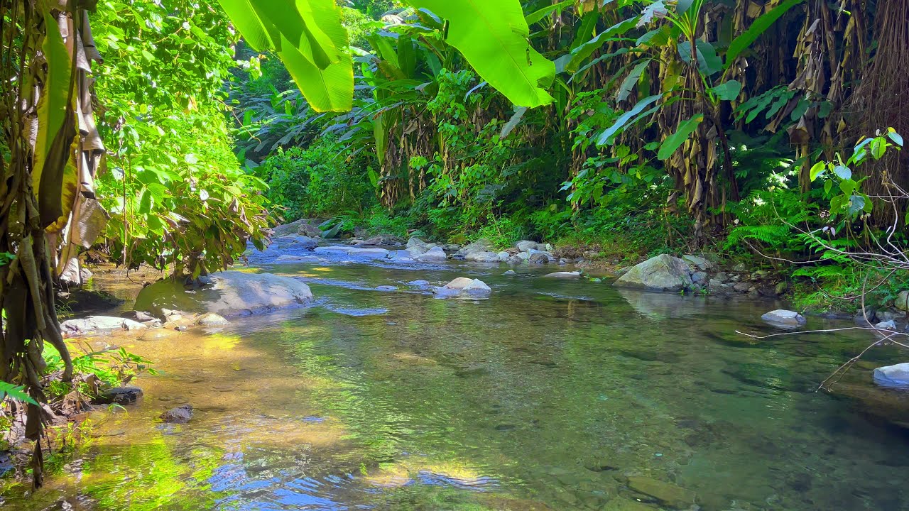 Relax in Beautiful Forest, Peaceful Forest Stream with Bird Songs, Nature Sounds, Forest Ambience