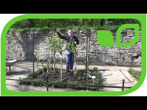 Das Ribisel Paradiesgärtchen