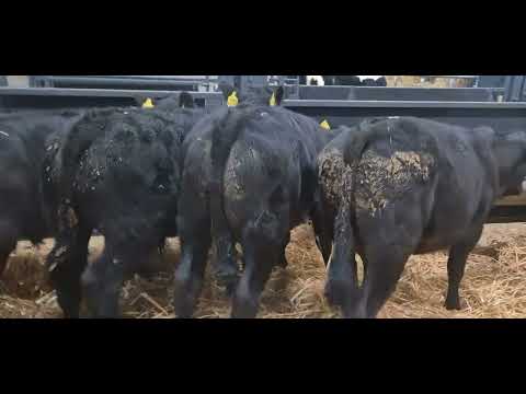 4 Super Black Limousine bull weanlings for sale - Image 2