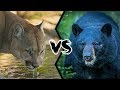 COUGAR VS BLACK BEAR Who Will Win This Battle