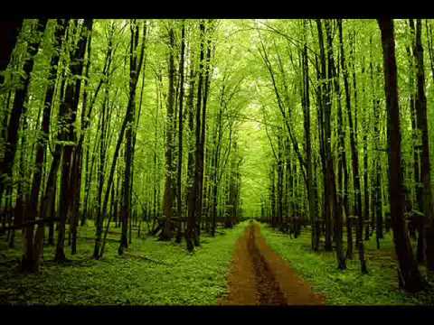 Trees- Nat Shilkret Orchestra