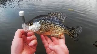 Catching Panfish On The Pink Worm