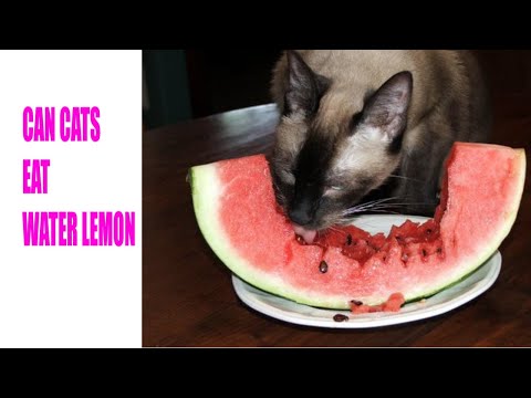 Can Cats Eat Watermelon ? The Truth Behind This Popular Snack