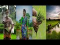 Cg Kheti Kishani Ropa Paani Status Mayaru Mor Kishaan Status Farmer Status Kheti Khar Status