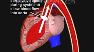 Coronary Artery Perfusion and the Cardiac Cycle Animation by Dr. Cal Shipley, M.D.