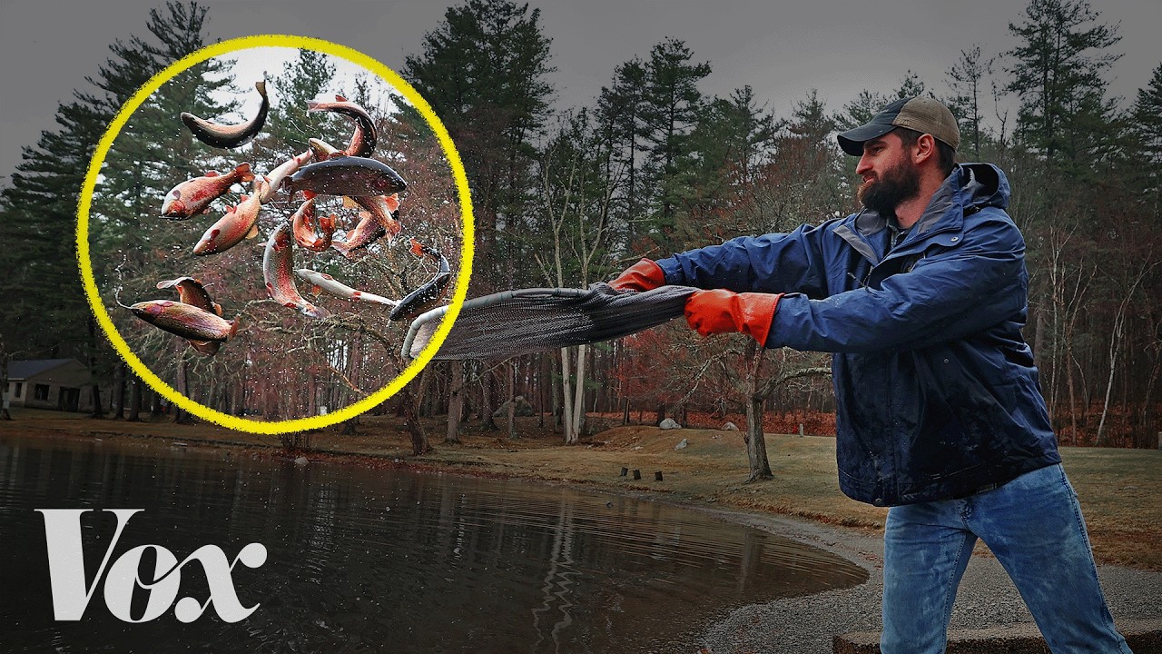 Why are states unleashing millions of these fish?