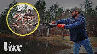 Why are states unleashing millions of these fish?