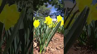 Download lagu Daffodils #flowers #flower mp3