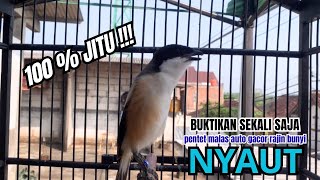 Download lagu cendet gacor HANDAL full BONGKAR ISIAN,, PANCINGAN CENDET AGAR BUNYI bikin BURUNG PENTET GACOR AKTIF mp3 Download lagu cendet gacor HANDAL full BONGKAR ISIAN,, PANCINGAN CENDET AGAR BUNYI bikin BURUNG PENTET GACOR AKTIF mp3