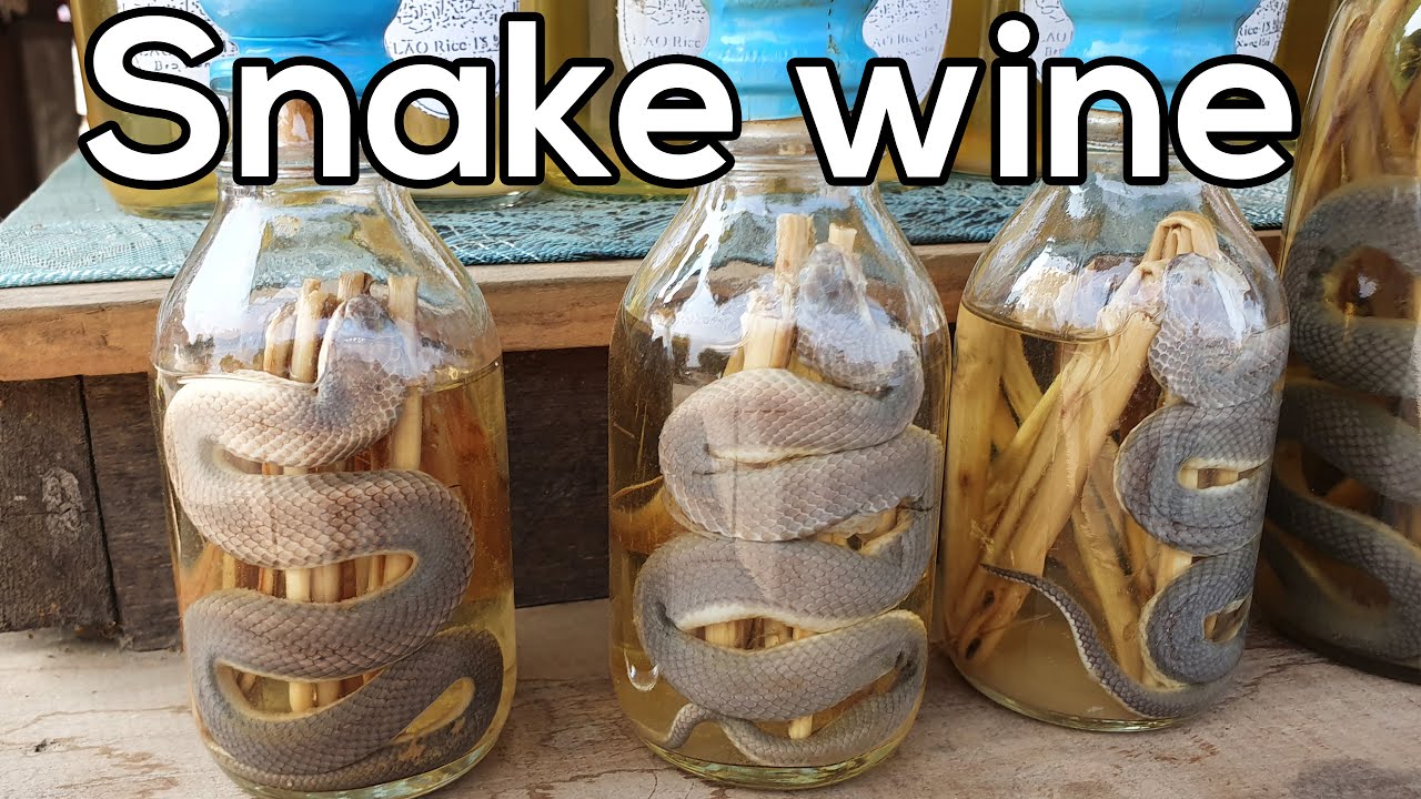Watch video Who dares Drinking snake whisky in Luang Prabang, Laos 4K Now Who dares Drinking snake whisky in Luang Prabang, Laos 4K