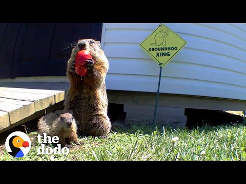 Guy Builds Veggie Garden For Family Of Groundhogs | The Dodo