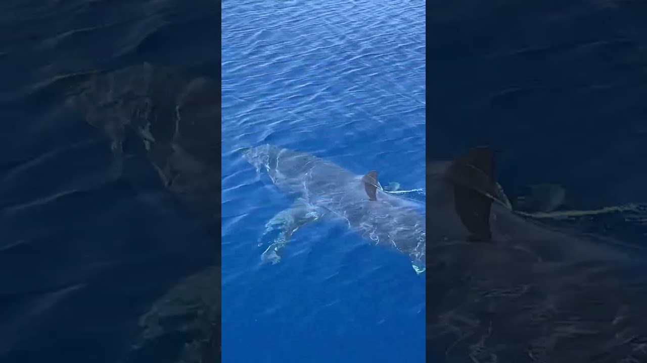 Mako-Hai im Ionischen Meer, auf Zakynthos (Video)