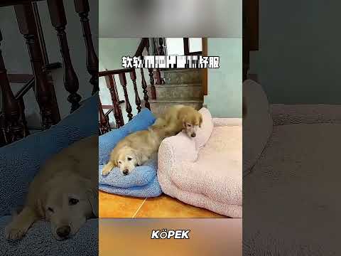 🐶❤️ Arkadaşlarından Ayrı Uyuyamayan Sevimli Köpek 🥹💤#shorts #trending #viralvideos #film