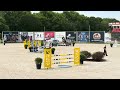 Caballo castrado Silla Franc&eacute;s En venta 2020 Bayo