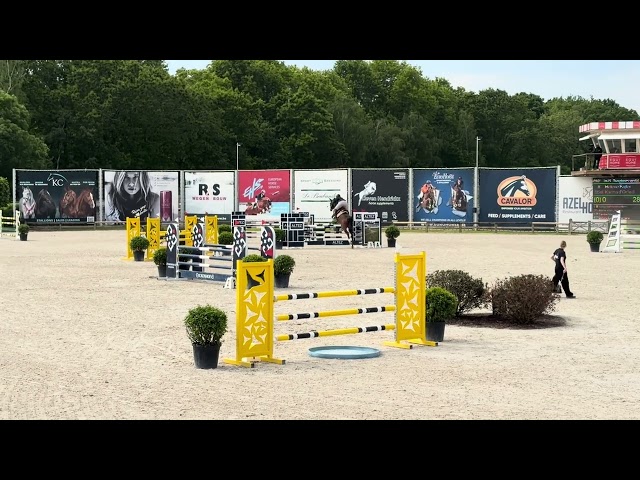 Caballo castrado Silla Franc&eacute;s En venta 2020 Bayo