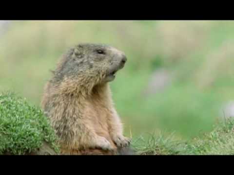 Walk On The Wild Side - Prairie Dog Alan