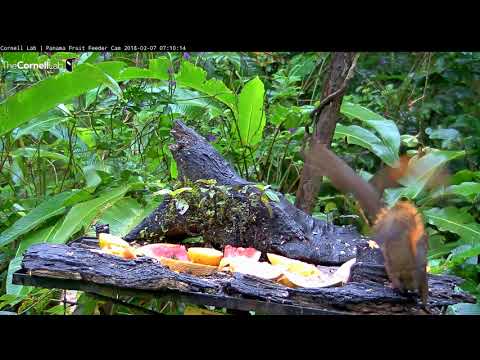 Red-tailed Squirrels Forage On Fruit In Panama – Feb. 7, 2018