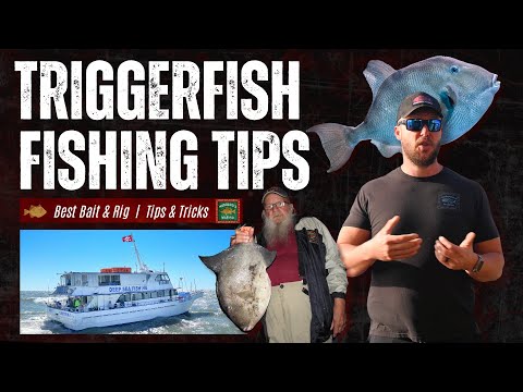 How To Catch More Triggerfish:  Best Baits, Rigs & Pro Strategies  |  Deep Sea Fishing.