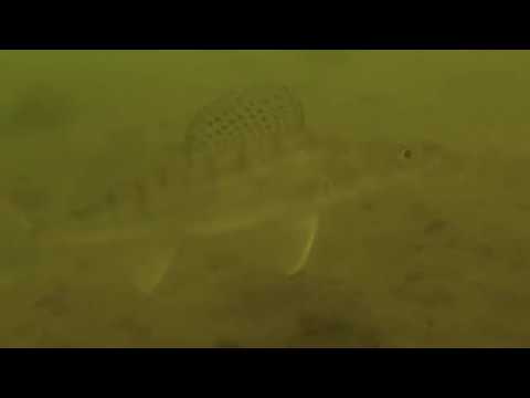 Kuha, hauki, ahven, go pro hero, veka, rapala, nautilus, helmikuu 2019