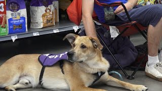 Springfield animal rescues face max capacity