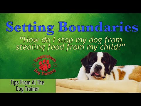 Setting Boundaries For Your Dog | Stop Your Dog From Stealing Food - Tips From Al The Dog Trainer