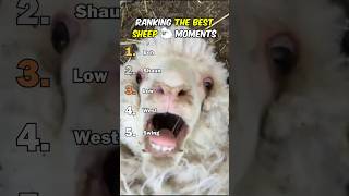 Classement des meilleurs moments de la vie des moutons