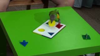 Kili Senegal Parrot - Parrot Does Four Piece Shapes/Colors Puzzle