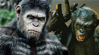 CY - Şempanze İç Savaşı - Mazota Zam Gelir Mi?