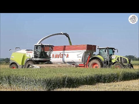 CLAAS - JAGUAR 970 DOUBLE SIX & 2 AXION - GAVAZZONI SRL - WHEAT SILAGE 2020