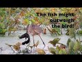 Great Blue Heron Trying To Swallow Huge Fish