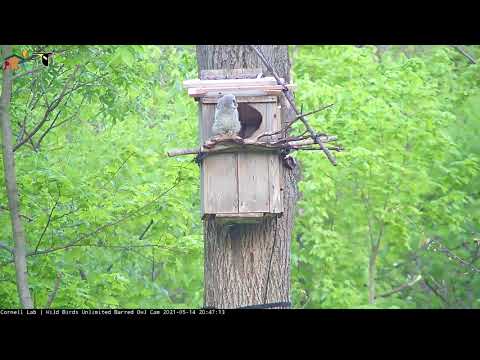 Pignut Branches! Youngest Owlet Leaves WBU Barred Owl Cam Nest Box – May 14, 2021