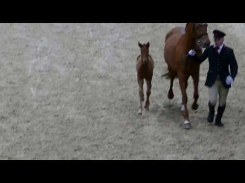 St.Pr.St. Pokerface mit Fohlen bei Fuße, Neustadt/Dosse Feb 2017