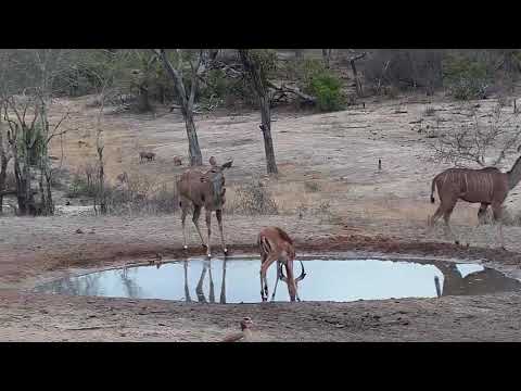 Djuma: Warthogs, Impalas, Nyalas, Kudus and birds - 10/30/19