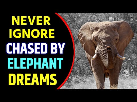 Being Chased By Elephant in Dream Meaning |  Dream About Elephant Chasing You