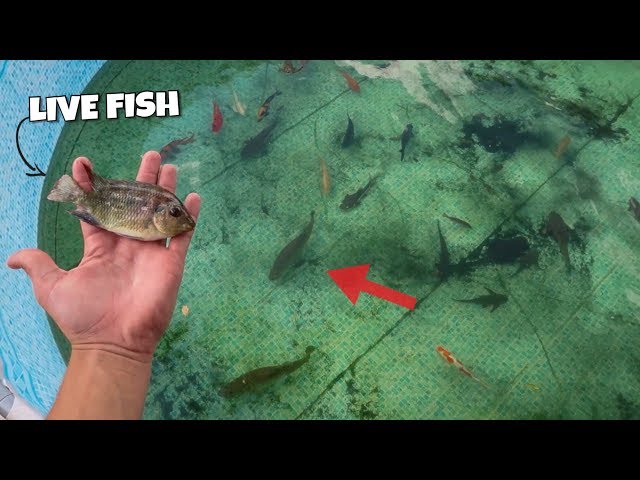 MONSTER FISH FEEDING in OUTDOOR POOL POND!!