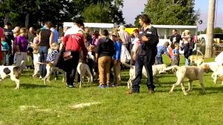 preview picture of video 'The Beagles and Gun Dogs at Newbury Show 2013'