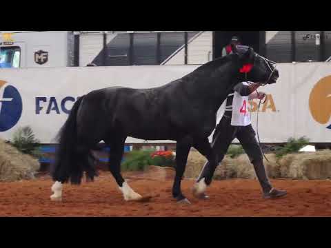 BASCO DOS CASTANHEIROS Passaporte