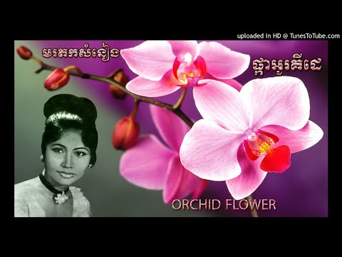 ផ្កាអូគីដេ _ Pka Orchid