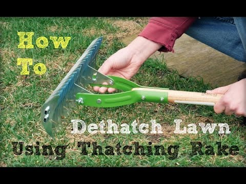 How to dethatch lawn using a thatching rake