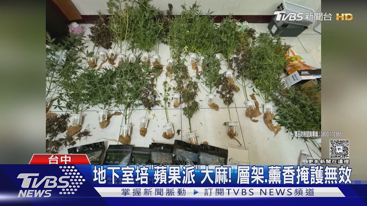 走歪路！研發新式循環水耕技術　只為地下室培新品種大麻
