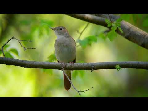 NIGHTINGALE TWEETS BRANCH LEAVES 4K