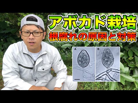 , title : '【注意！】アボカドの根腐れはなぜ起こるのか？予防と対策教えます！Why does avocado root rot occur? I will teach you prevention.'